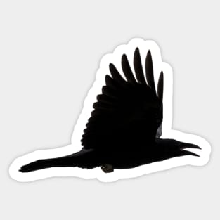 Crow Sticker